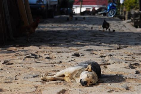 Perro Tendido En El Suelo Foto Premium