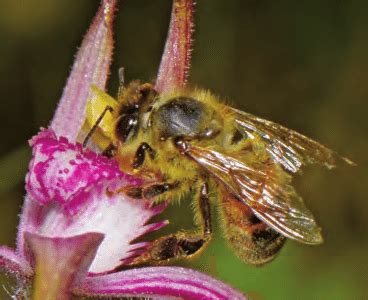 Apis mellifera attempting to feed. | Download Scientific Diagram