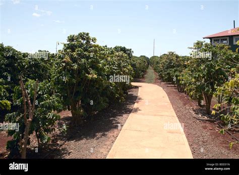 Coffee Tree Hi Res Stock Photography And Images Alamy