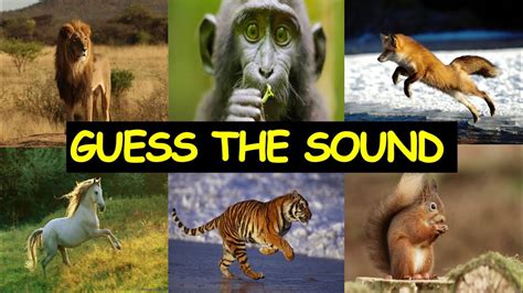 Guess The Animal Sound Sound Quiz Youtube