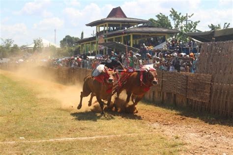 Fakta Unik Karapan Sapi Tradisi Asli Warga Madura Superlive