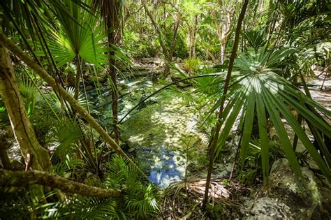 Premium Photo | Get to the cenote azul