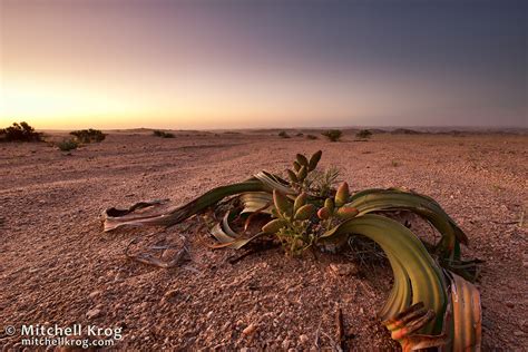 Stock Photo Of Welwitschia Mirabilis Miracle Tree Namibia