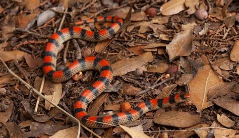 Arizona snake identification: Phoenix, Scottsdale, Tucson and ...