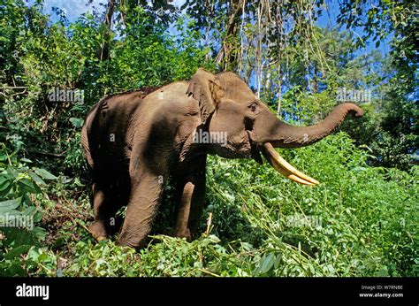 Elefante De Sumatra Elephas Maximus Sumatranus Perfil Sumatra En Peligro Crítico De