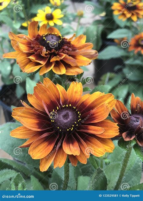 Cherokee Sunset Rudbeckia Stock Image Image Of Flower 123529581