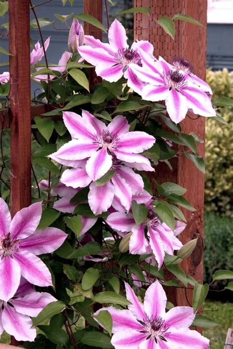 Clematis Climbing Plants Tips For Planting Care And Cutting Interior Design Ideas Ofdesign