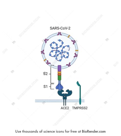 Free Sars Cov Binding To Ace Receptor Icons Symbols Images