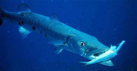 Fish Index: Great Barracuda (Sphyraena barracuda)