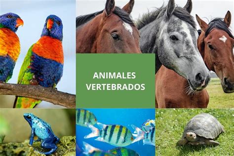 Animales vertebrados Cuáles son clasificación y ejemplos OVACEN