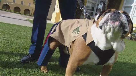 What Is The Name Of The Marine Corps Bulldog