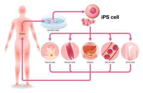 Regemat3D | Células madre pluripotenciales inducidas (iPSCs) usando ...