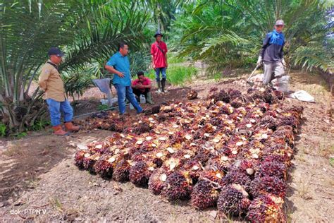 Sdm Jadi Tantangan Hilirisasi Sawit Indonesia Iposs