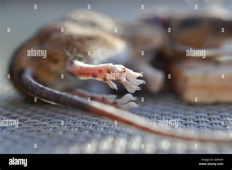 Ratón De Campo Muerto Fotografías E Imágenes De Alta Resolución Alamy