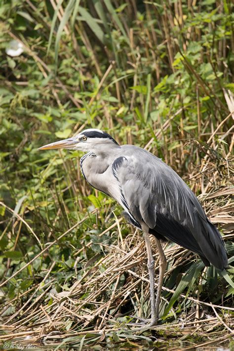 Héron cendré Ardea cinerea Linnaeus The Gray Heron Flickr