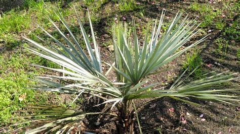 Plantas De Exterior Tipos De Palmeras Resistentes Para El Jard N