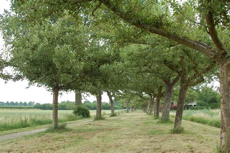 Hoogstamboomgaard De Toeren In Beheer Van De Hoogstambrigade