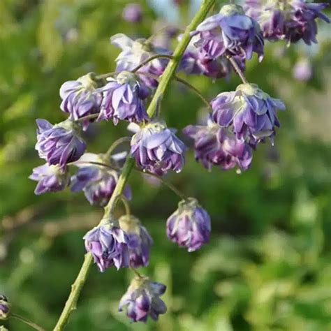 Glycine Du Japon Violacea Plena Wisteria Floribunda Pépinières