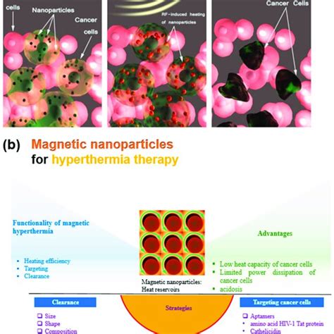 (a) Schematic representation of the magnetic hyperthermia treatment ...