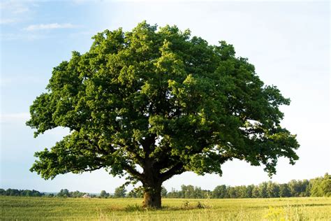 Madera De Roble Características Y Principales Usos Mejor Con Salud