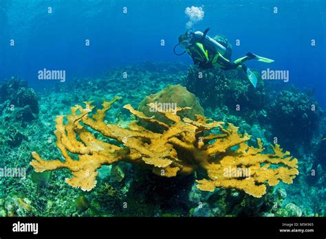 Scuba Diver Behind A Elkhorn Coral Acropora Palmata Utila Island