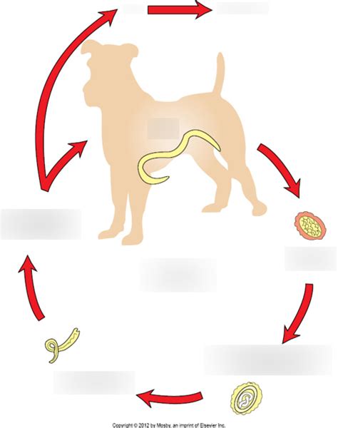 Roundworm Life Cycle (Canine) Diagram | Quizlet