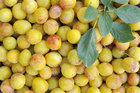 Prune Mirabelle De Lorraine Au Panier Des Saveurs