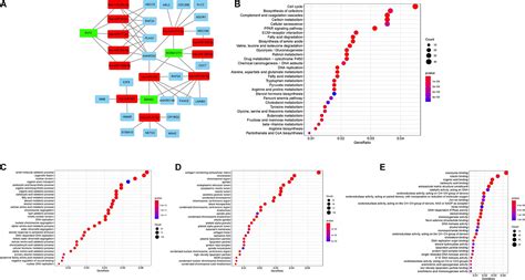 Frontiers Prognostic Role Of Cerna Network In Immune Infiltration Of