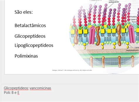 Antibioticos Que Atuam Na Parede Celular Quizlet