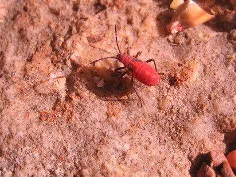 Baby Box Elder Bug Explore Serenityfs Photos On Flickr S Flickr