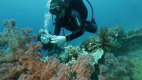 Coral Reefs In The Gulf Of Aqaba May Survive Global Warming EPFL