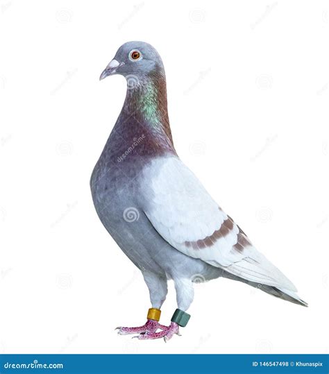 Portrait Full Body Of Speed Racing Pigeon Isolate White Background