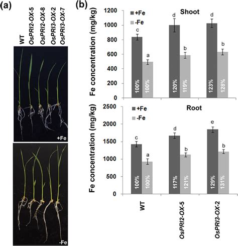 Phenotypes Of Overexpression Plants A Phenotypes Of 10 Day Old