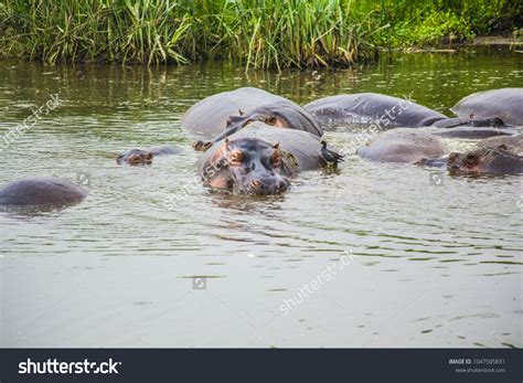 Group Hippos Relaxing Lake Ngorongoro Crater Stock Photo 1047505831