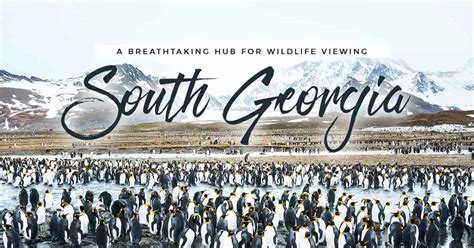 South Georgia Island: An Antarctic Hub for Wildlife Viewing