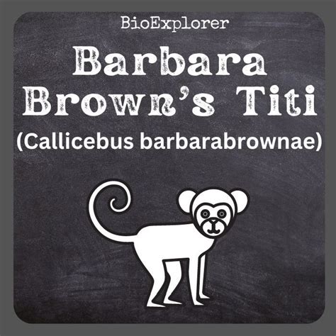 Barbara Browns Titi Characteristics Callicebus Barbarabrownae Facts