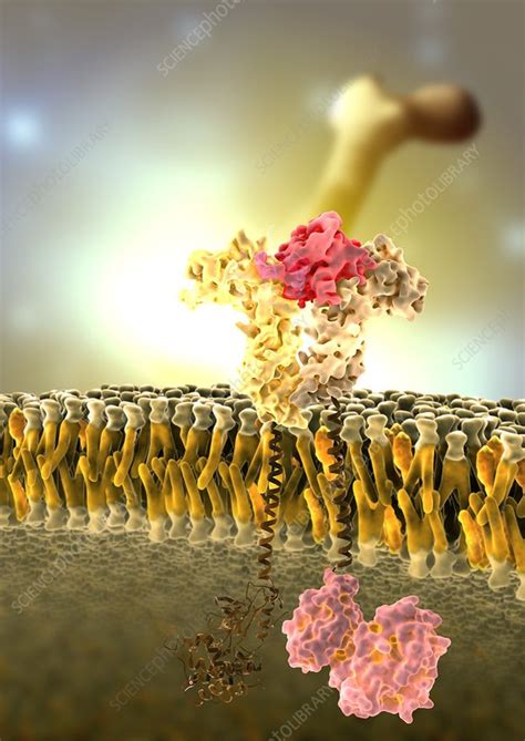 Growth hormone receptor, molecular model - Stock Image - C008/9744 ...