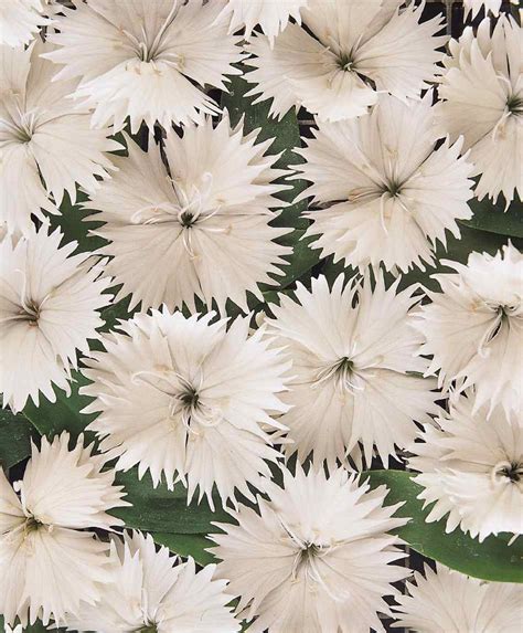 Dianthus Chin Ideal Select White Muller Seeds