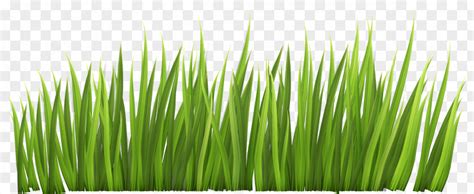 Grass Border Cliparts Grasses Free Content Lawn Clip Art PNG Image ...