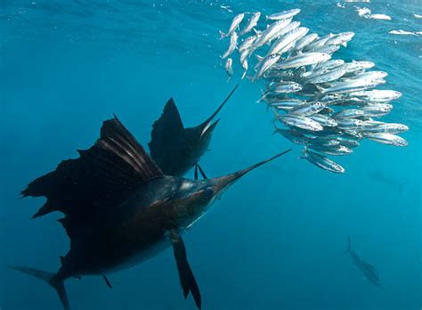 Sailfish Pics Pictures Stock Photos Pictures And Royalty Free Images