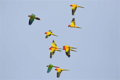 Premium Photo | Beautiful parrots flying in the sky.