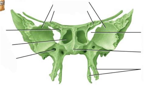 Chapter 7 Sphenoid Bone Diagram Quizlet