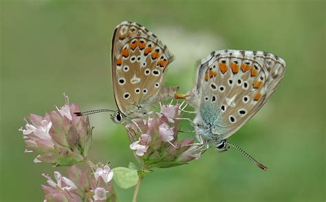 Polyommatus Icarus Mating A Photo On Flickriver