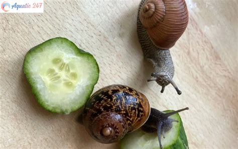 Unveiling The Truth Can Mystery Snails Eat Cucumber