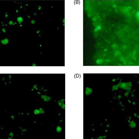 ROS Detection In SK N BE 2 C Cells A Control B 1 MM BSO C 3 MM