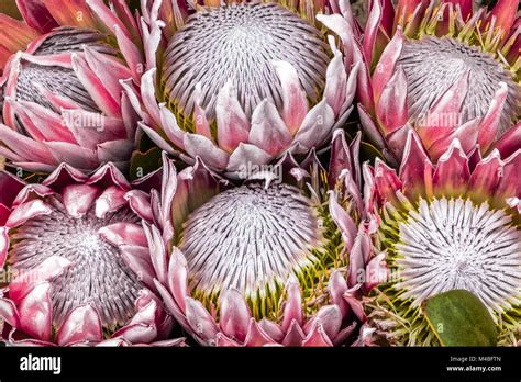 King Protea Protea Cynaroides South Africa Stock Photo Alamy