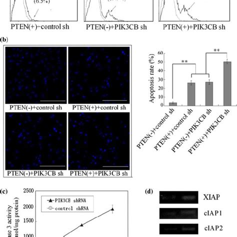 PTEN Restoration And PIK3CB Knockdown Synergistically Promote Apoptosis