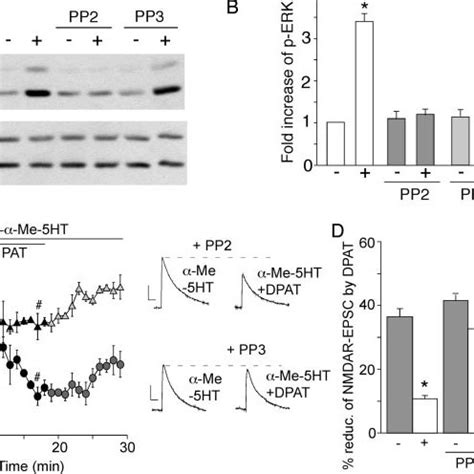 Activation Of 5 HT2A C Receptors Counteracts The 5 HT1A Induced