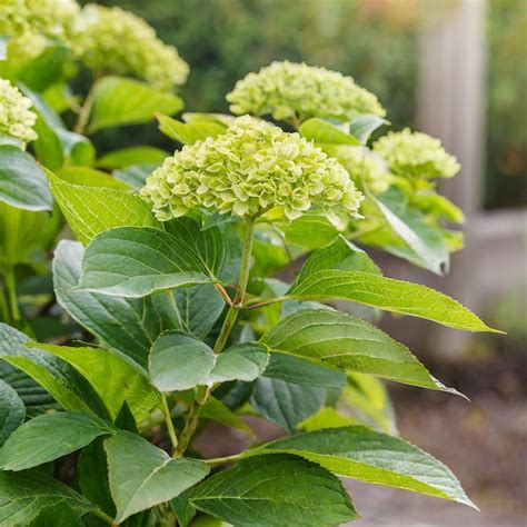 Plante D Hortensia Dans Le Jardin Hydrangea Paniculata Panicle