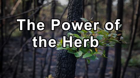 The Power of the Herb Lomatium and its Importance in the Herbal ...